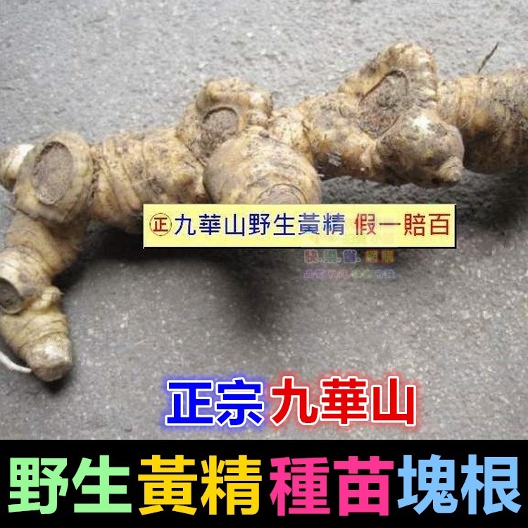 ㊣【正宗】九華山野生 黃精 種苗 塊根 名貴中藥 老虎薑 雞爪參 滋補強身 增強體力 養顏美容 可盆栽-細節圖7