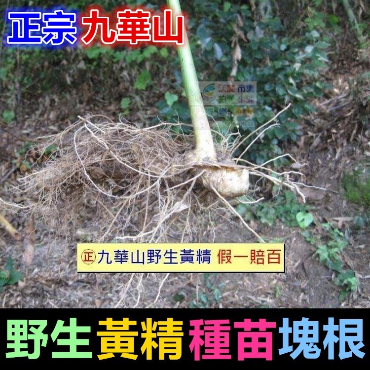 ㊣【正宗】九華山野生 黃精 種苗 塊根 名貴中藥 老虎薑 雞爪參 滋補強身 增強體力 養顏美容 可盆栽-細節圖8