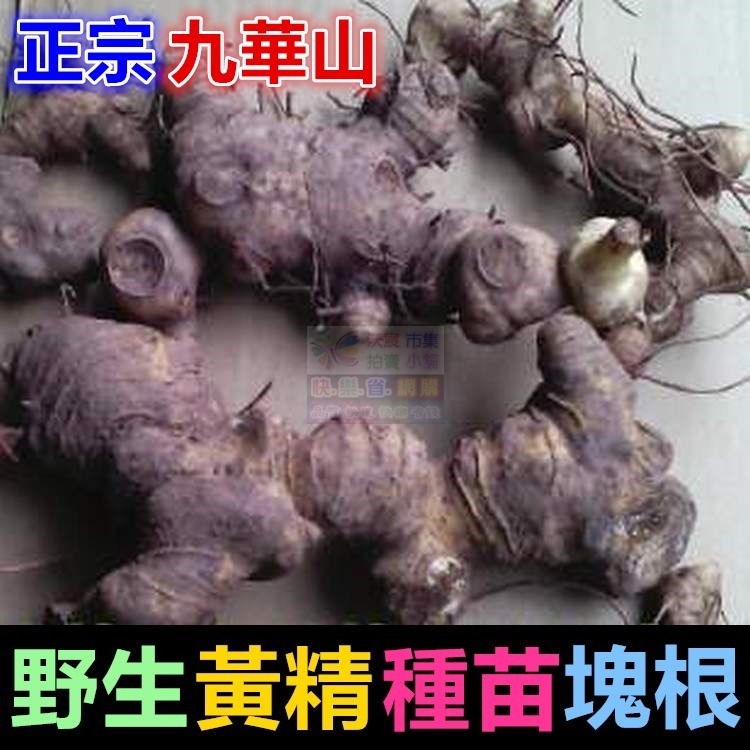 ㊣【正宗】九華山野生 黃精 種苗 塊根 名貴中藥 老虎薑 雞爪參 滋補強身 增強體力 養顏美容 可盆栽-細節圖9