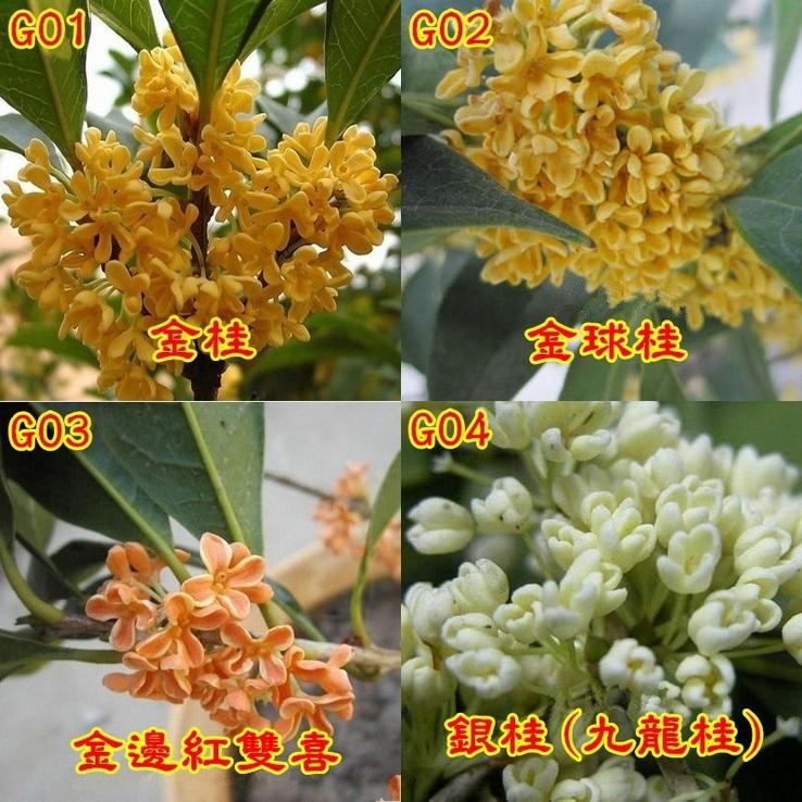 🌺【我會發芽】桂花種子 金桂 丹桂 沉香桂 四季桂花 硃砂桂 佛頂珠 九龍桂 狀元紅 綠玲瓏 低溫冷藏 沙藏種子-細節圖2
