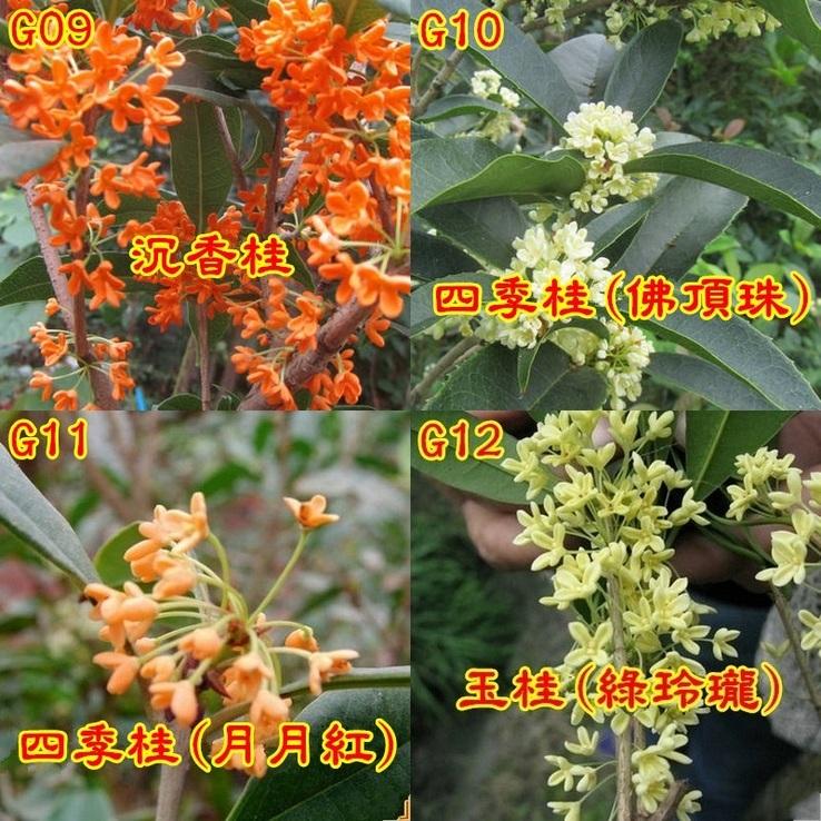🌺【我會發芽】桂花種子 金桂 丹桂 沉香桂 四季桂花 硃砂桂 佛頂珠 九龍桂 狀元紅 綠玲瓏 低溫冷藏 沙藏種子-細節圖3