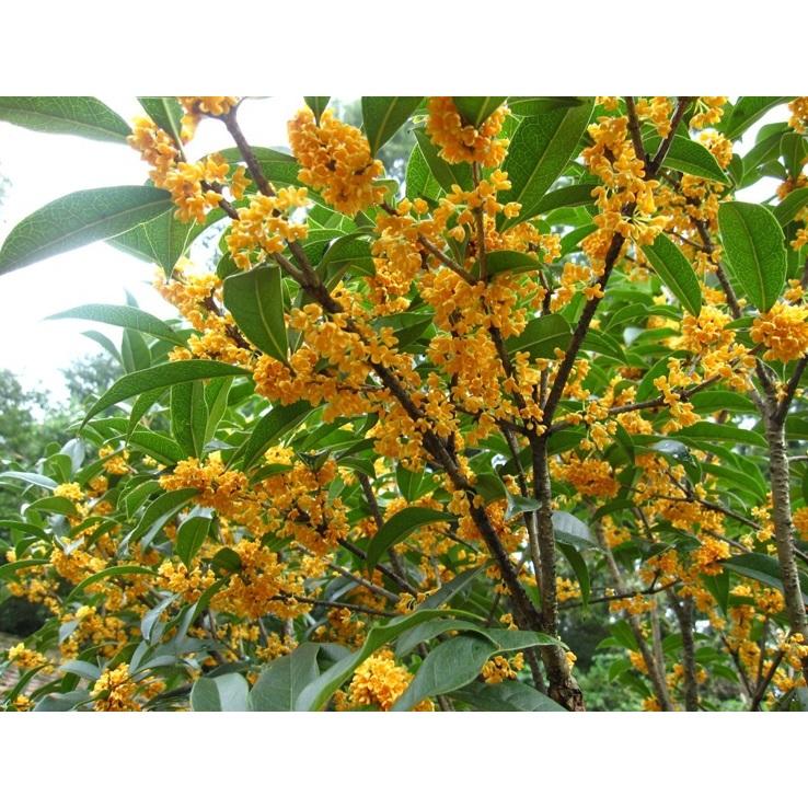 🌺【我會發芽】桂花種子 金桂 丹桂 沉香桂 四季桂花 硃砂桂 佛頂珠 九龍桂 狀元紅 綠玲瓏 低溫冷藏 沙藏種子-細節圖5