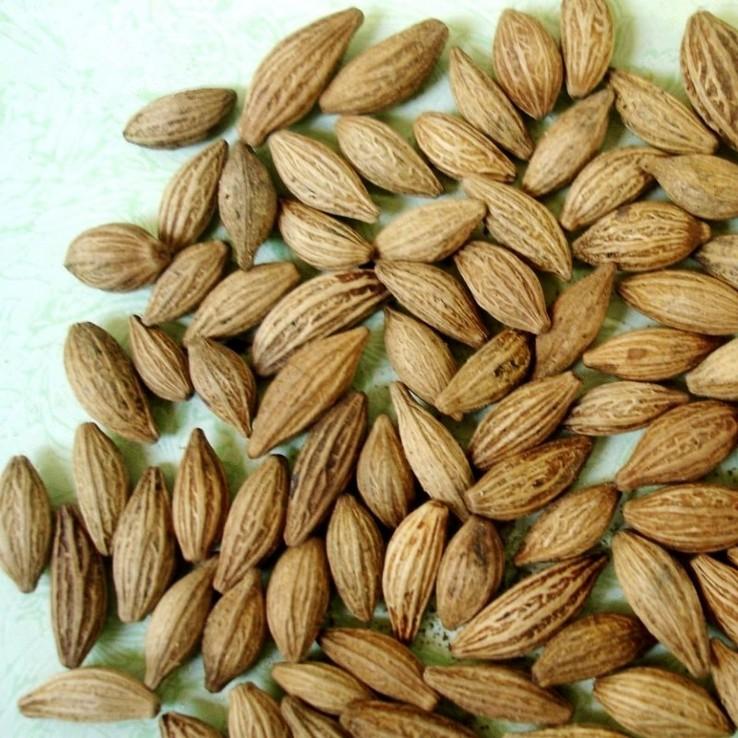 🌺【我會發芽】桂花種子 金桂 丹桂 沉香桂 四季桂花 硃砂桂 佛頂珠 九龍桂 狀元紅 綠玲瓏 低溫冷藏 沙藏種子-細節圖6