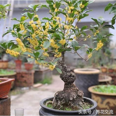 🌺【我會發芽】桂花種子 金桂 丹桂 沉香桂 四季桂花 硃砂桂 佛頂珠 九龍桂 狀元紅 綠玲瓏 低溫冷藏 沙藏種子-細節圖7