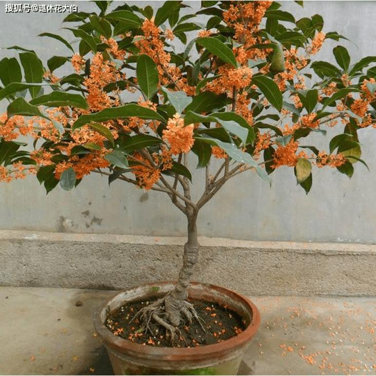 🌺【我會發芽】桂花種子 金桂 丹桂 沉香桂 四季桂花 硃砂桂 佛頂珠 九龍桂 狀元紅 綠玲瓏 低溫冷藏 沙藏種子-細節圖8