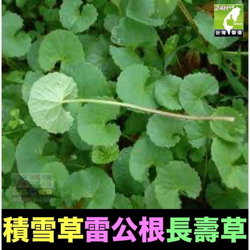 🌿㊣長壽藥草 雷公根 積雪草 養生 種苗 增強體力 精神旺盛 新陳代謝 清涼解渴 退降火氣 口氣芬芳 幫助入睡 可盆栽-細節圖2
