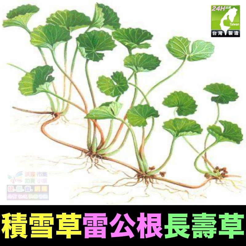 🌿㊣長壽藥草 雷公根 積雪草 養生 種苗 增強體力 精神旺盛 新陳代謝 清涼解渴 退降火氣 口氣芬芳 幫助入睡 可盆栽-細節圖3