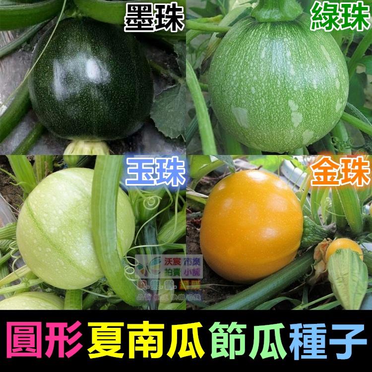 🏀㊣【我會發芽】圓節瓜 圓形夏南瓜種子 櫛瓜 產量高收成快 圓球形 脆嫩清香 四季可種植 可陽台盆栽 - 快樂市集國際拍賣商場 - iOPEN ...