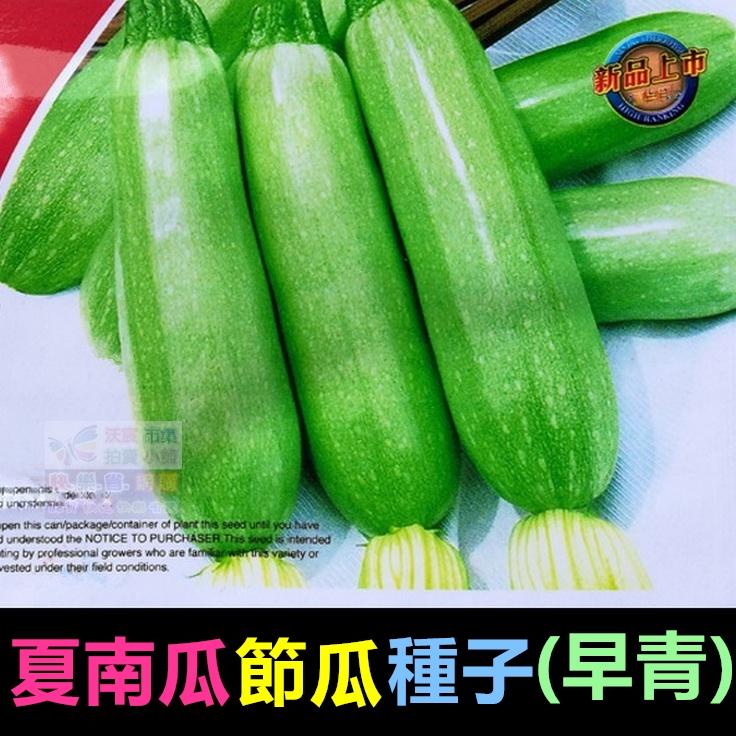 🥒㊣【我會發芽】夏南瓜 節瓜種子 櫛瓜 營養價值高 產量高 收成快 易栽好活 陽台盆栽10~12粒/包49元-細節圖2