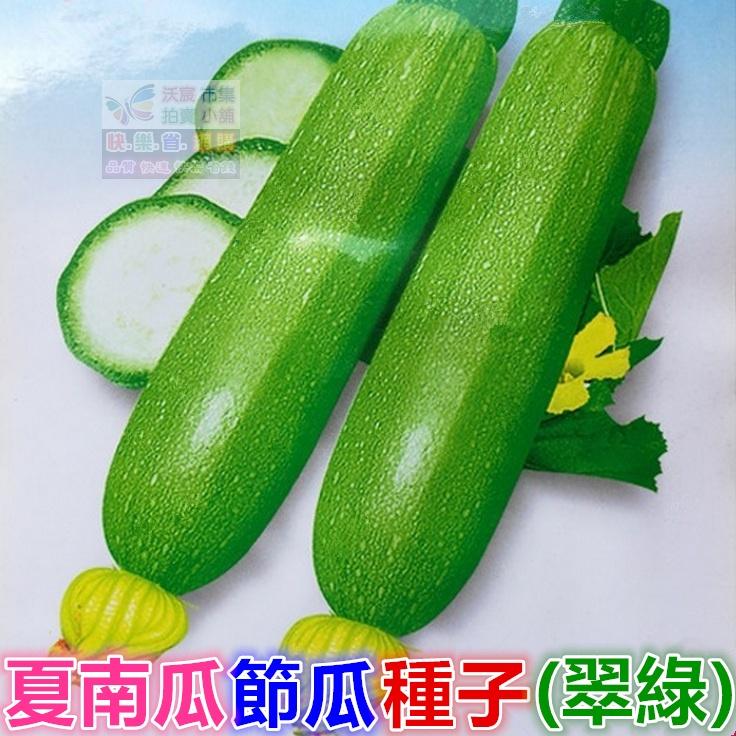 🥒㊣【我會發芽】夏南瓜 節瓜種子 櫛瓜 營養價值高 產量高 收成快 易栽好活 陽台盆栽10~12粒/包49元-細節圖3