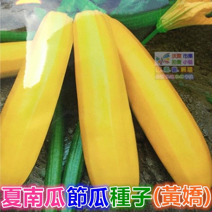 🥒㊣【我會發芽】夏南瓜 節瓜種子 櫛瓜 營養價值高 產量高 收成快 易栽好活 陽台盆栽10~12粒/包49元-細節圖4