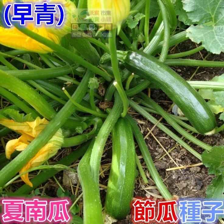 🥒㊣【我會發芽】夏南瓜 節瓜種子 櫛瓜 營養價值高 產量高 收成快 易栽好活 陽台盆栽10~12粒/包49元-細節圖6