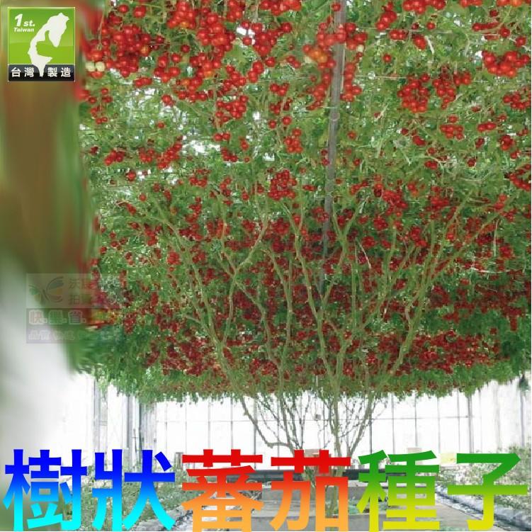 ㊣【我會發芽】番茄樹種子 樹狀蕃茄 紅色櫻桃番茄樹 多年生 無限生長 產量高 易栽好活 陽台盆栽 (約6粒/包)100元-細節圖2