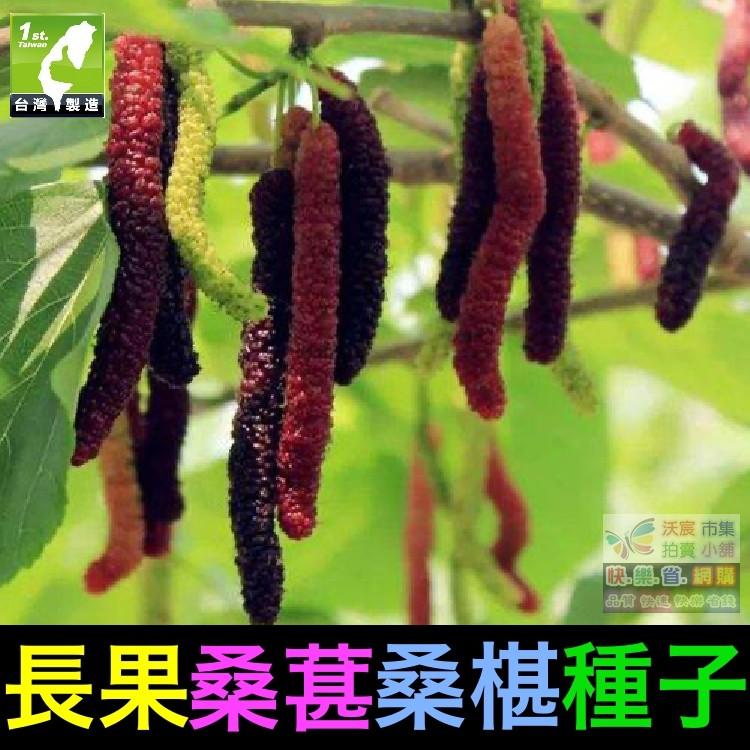 🍇㊣【我想發芽】水果種子 長果桑葚 桑椹 種子 四季長果桑 桑棗桑葚子 產量高 可釀酒 泡酒 (約20粒/包)-細節圖2