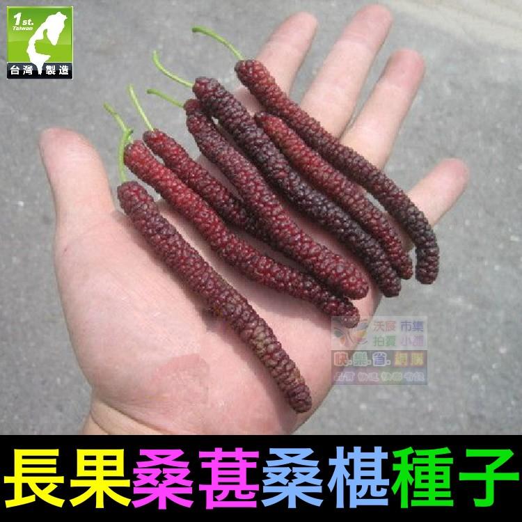 🍇㊣【我想發芽】水果種子 長果桑葚 桑椹 種子 四季長果桑 桑棗桑葚子 產量高 可釀酒 泡酒 (約20粒/包)-細節圖3