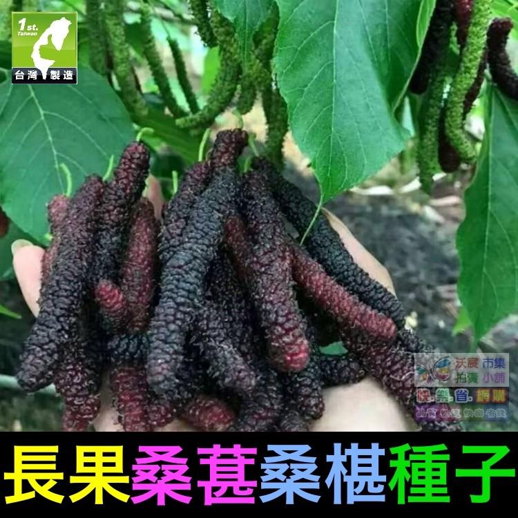🍇㊣【我想發芽】水果種子 長果桑葚 桑椹 種子 四季長果桑 桑棗桑葚子 產量高 可釀酒 泡酒 (約20粒/包)-細節圖5