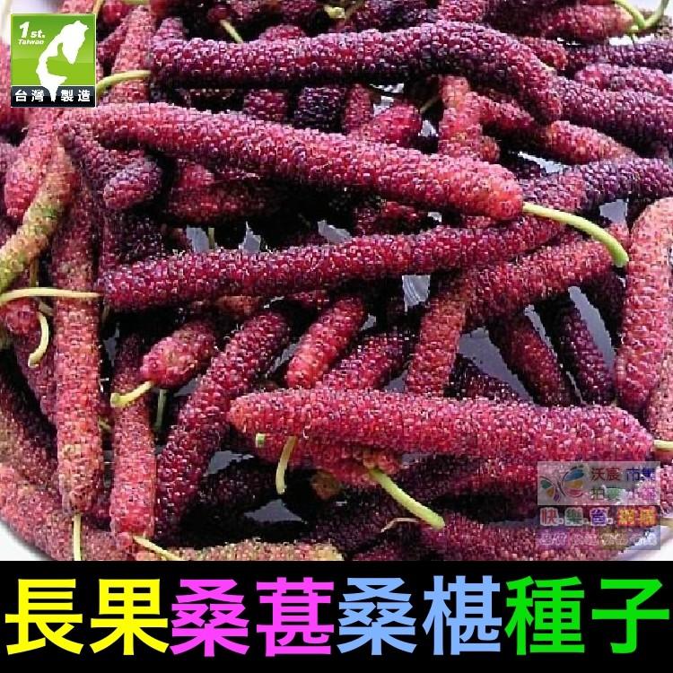 🍇㊣【我想發芽】水果種子 長果桑葚 桑椹 種子 四季長果桑 桑棗桑葚子 產量高 可釀酒 泡酒 (約20粒/包)-細節圖6