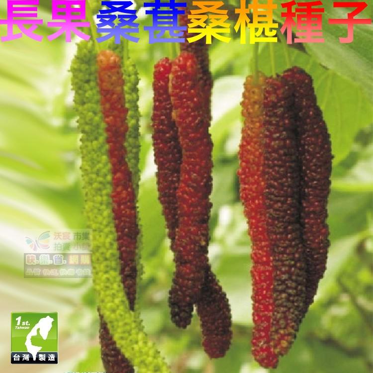 🍇㊣【我想發芽】水果種子 長果桑葚 桑椹 種子 四季長果桑 桑棗桑葚子 產量高 可釀酒 泡酒 (約20粒/包)-細節圖8