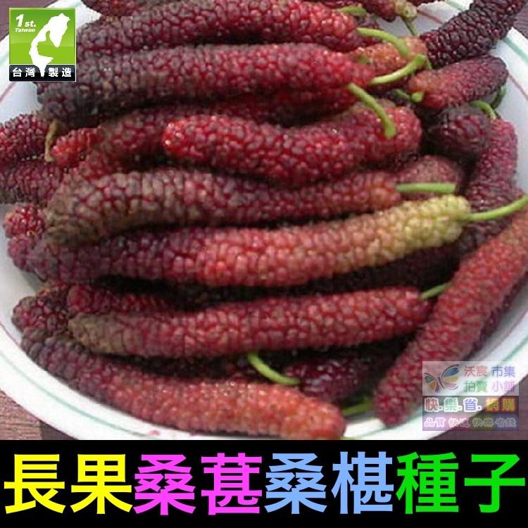 🍇㊣【我想發芽】水果種子 長果桑葚 桑椹 種子 四季長果桑 桑棗桑葚子 產量高 可釀酒 泡酒 (約20粒/包)-細節圖9