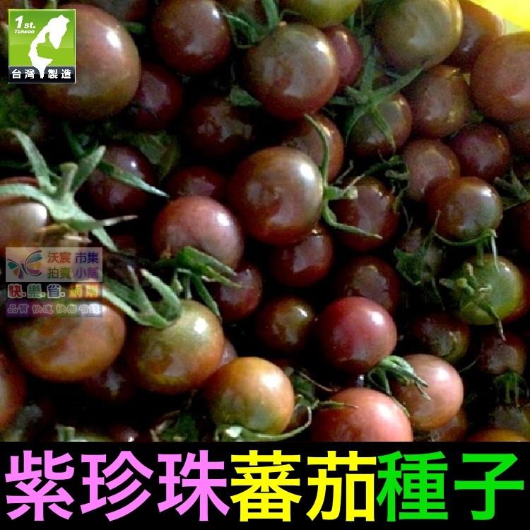🍇㊣【我想發芽】紫珍珠蕃茄種子 番茄 紫聖女果 盆栽 可盆栽 易栽好活 約25粒/包-細節圖3