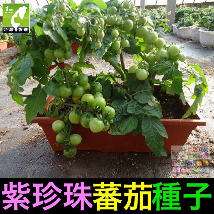 🍇㊣【我想發芽】紫珍珠蕃茄種子 番茄 紫聖女果 盆栽 可盆栽 易栽好活 約25粒/包-細節圖4