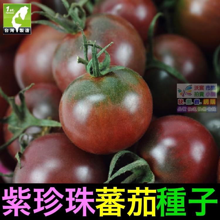 🍇㊣【我想發芽】紫珍珠蕃茄種子 番茄 紫聖女果 盆栽 可盆栽 易栽好活 約25粒/包-細節圖5