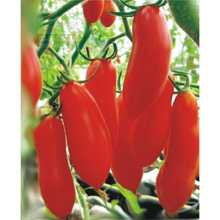 ㊣【我會發芽】紅香蕉蕃茄 番茄種子 聖女果 西紅柿 甜度高 易栽好活 可陽台盆栽 約20粒/包-細節圖2