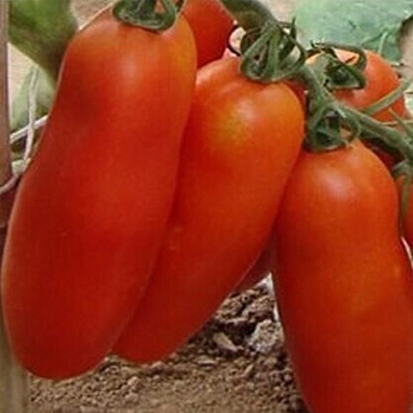 ㊣【我會發芽】紅香蕉蕃茄 番茄種子 聖女果 西紅柿 甜度高 易栽好活 可陽台盆栽 約20粒/包-細節圖3