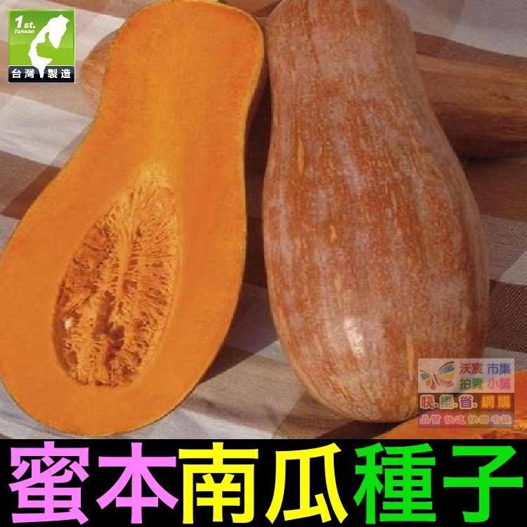 ㊣【我會發芽】蜜本南瓜種子 肉質細密 口感甜糯(很粉) 易栽好活 陽台盆栽  (約10粒/包)50元-細節圖2