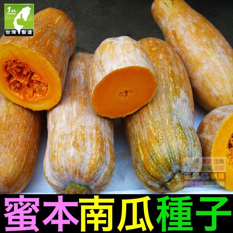 ㊣【我會發芽】蜜本南瓜種子 肉質細密 口感甜糯(很粉) 易栽好活 陽台盆栽  (約10粒/包)50元-細節圖4