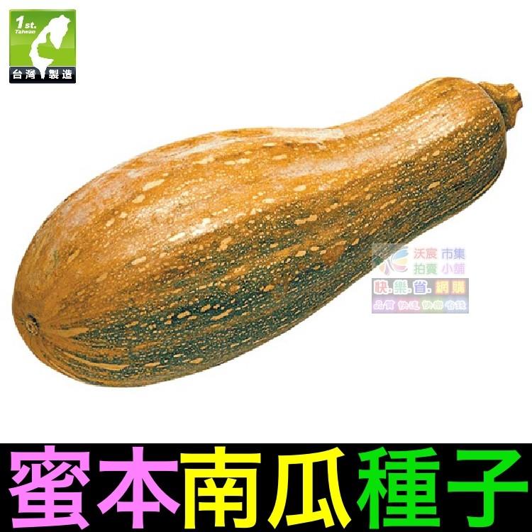 ㊣【我會發芽】蜜本南瓜種子 肉質細密 口感甜糯(很粉) 易栽好活 陽台盆栽  (約10粒/包)50元-細節圖5