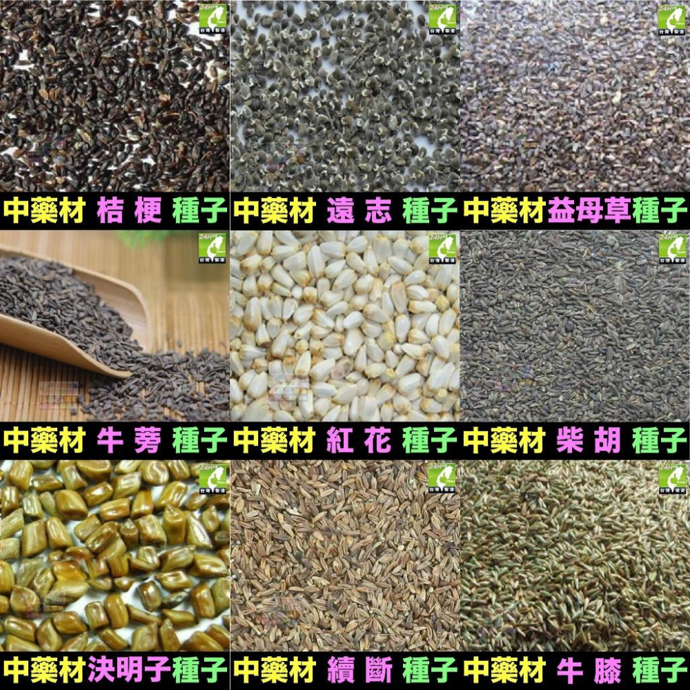 🍁㊣中藥種子 半枝蓮 桔梗 遠志 益母草 牛蒡 紅花 柴胡 決明子 續斷 牛膝 中藥材植物種子 可盆栽-細節圖2