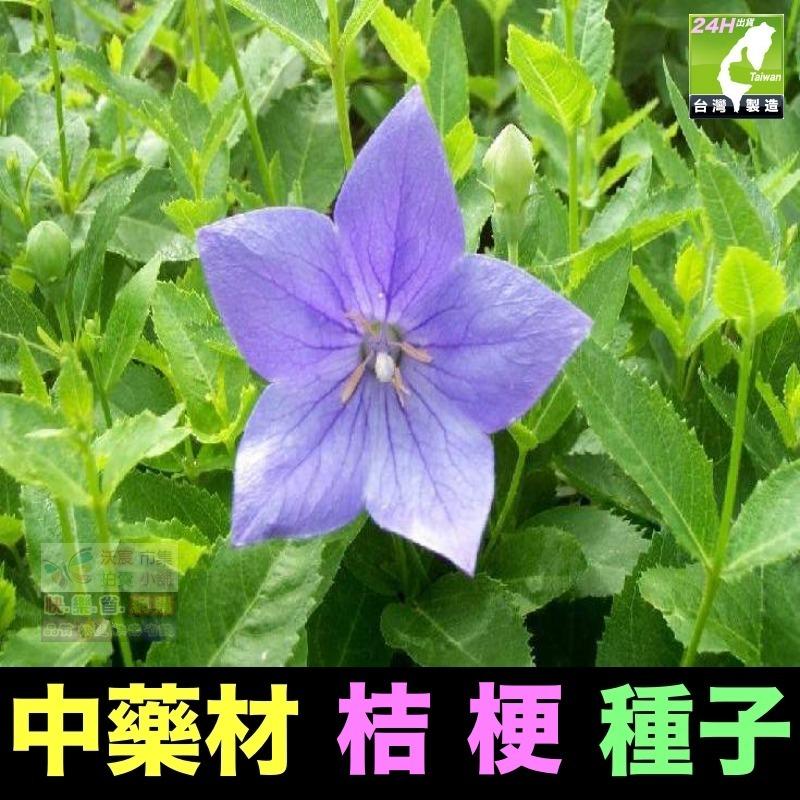 🍁㊣中藥種子 半枝蓮 桔梗 遠志 益母草 牛蒡 紅花 柴胡 決明子 續斷 牛膝 中藥材植物種子 可盆栽-細節圖4