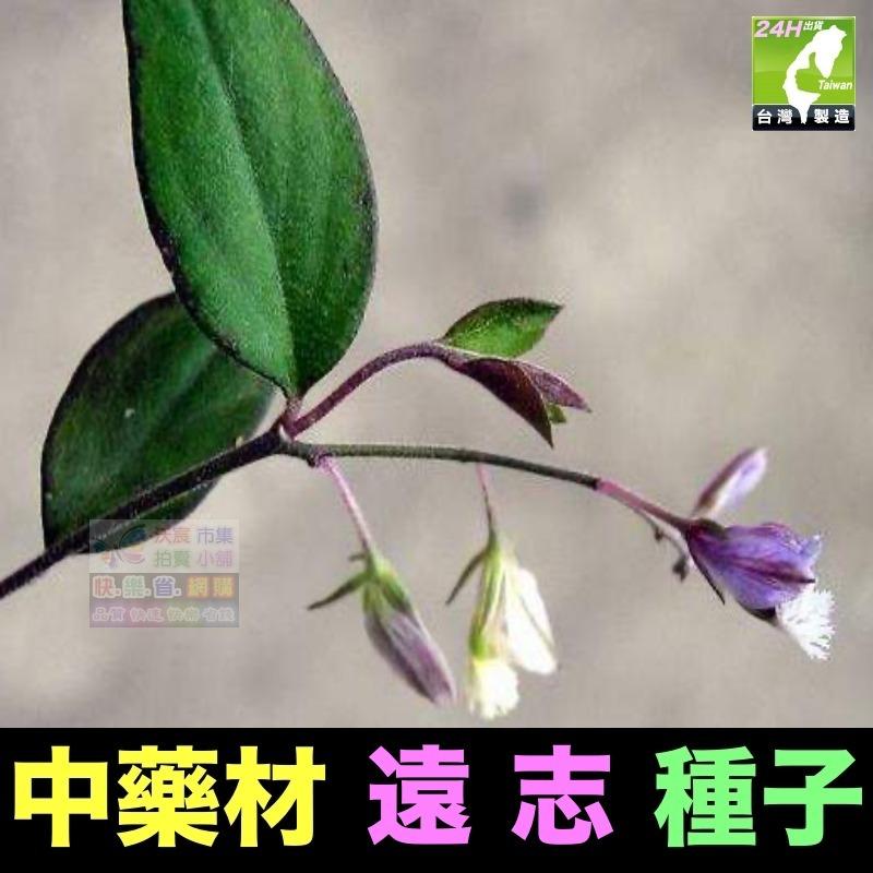 🍁㊣中藥種子 半枝蓮 桔梗 遠志 益母草 牛蒡 紅花 柴胡 決明子 續斷 牛膝 中藥材植物種子 可盆栽-細節圖5