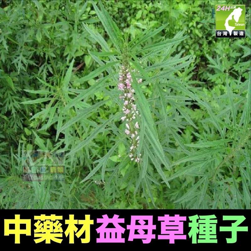 🍁㊣中藥種子 半枝蓮 桔梗 遠志 益母草 牛蒡 紅花 柴胡 決明子 續斷 牛膝 中藥材植物種子 可盆栽-細節圖6