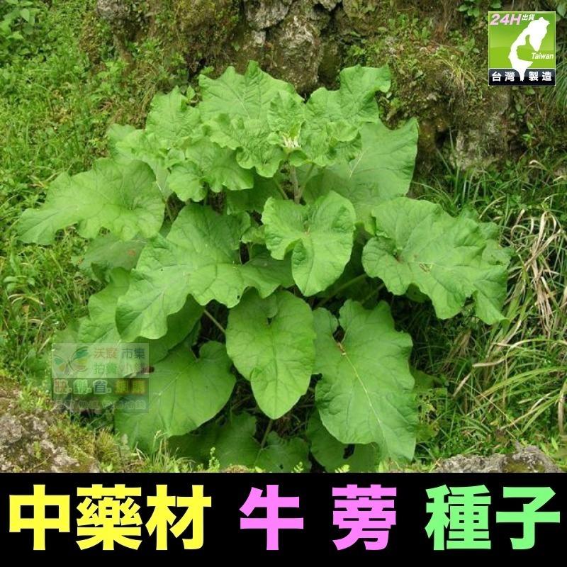 🍁㊣中藥種子 半枝蓮 桔梗 遠志 益母草 牛蒡 紅花 柴胡 決明子 續斷 牛膝 中藥材植物種子 可盆栽-細節圖7