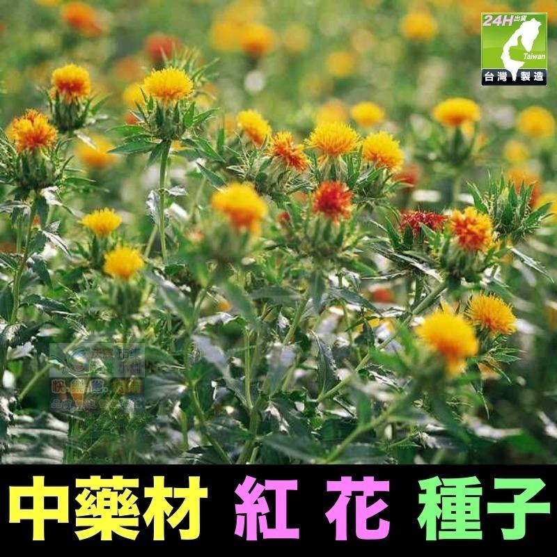 🍁㊣中藥種子 半枝蓮 桔梗 遠志 益母草 牛蒡 紅花 柴胡 決明子 續斷 牛膝 中藥材植物種子 可盆栽-細節圖8
