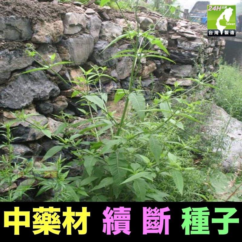 🍁㊣中藥種子 半枝蓮 桔梗 遠志 益母草 牛蒡 紅花 柴胡 決明子 續斷 牛膝 中藥材植物種子 可盆栽-細節圖9