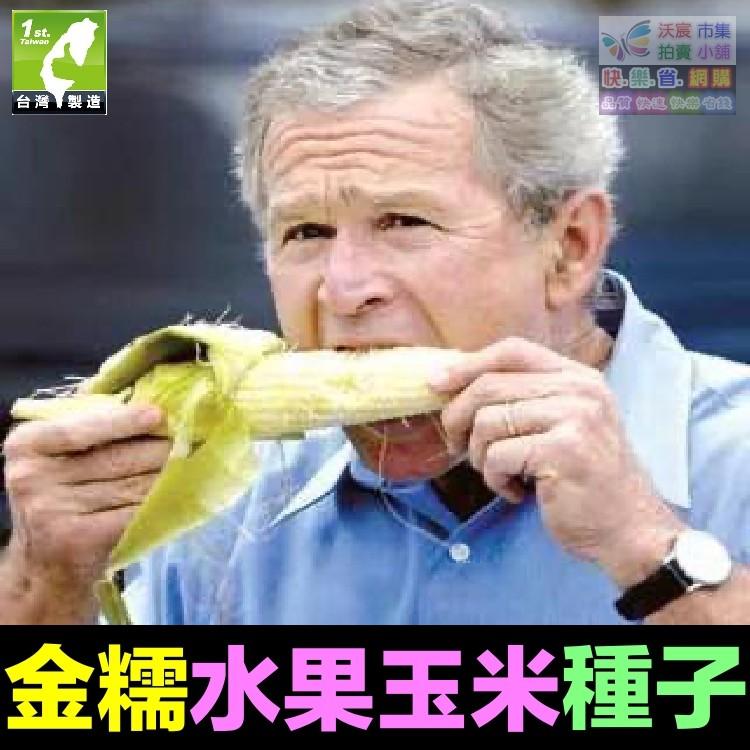 🌽㊣【我會發芽】蔬果種子 白糯玉米種子 銀糯玉米 苞穀 水果玉米 易栽好活 陽台盆栽 約12粒/包-細節圖2