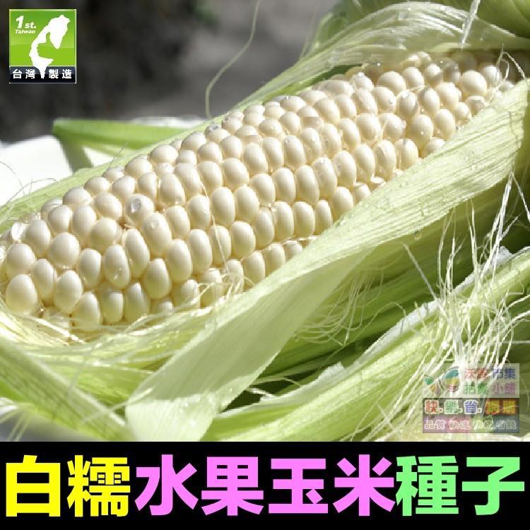 🌽㊣【我會發芽】蔬果種子 白糯玉米種子 銀糯玉米 苞穀 水果玉米 易栽好活 陽台盆栽 約12粒/包-細節圖3