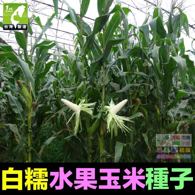 🌽㊣【我會發芽】蔬果種子 白糯玉米種子 銀糯玉米 苞穀 水果玉米 易栽好活 陽台盆栽 約12粒/包-細節圖4