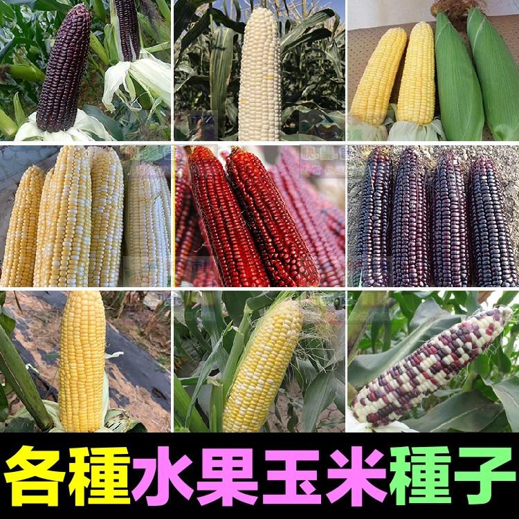 🌽㊣【我會發芽】蔬果種子 白糯玉米種子 銀糯玉米 苞穀 水果玉米 易栽好活 陽台盆栽 約12粒/包-細節圖5