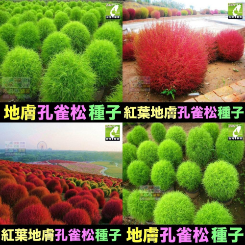 👚㊣【我想發芽】花卉種子 薰衣草 地膚 紅葉地膚 種子 掃帚苗 孔雀松 落帚 營養美味好吃 入秋泛紅 四季觀葉植物 陽台 - 快樂市集國際拍賣 ...