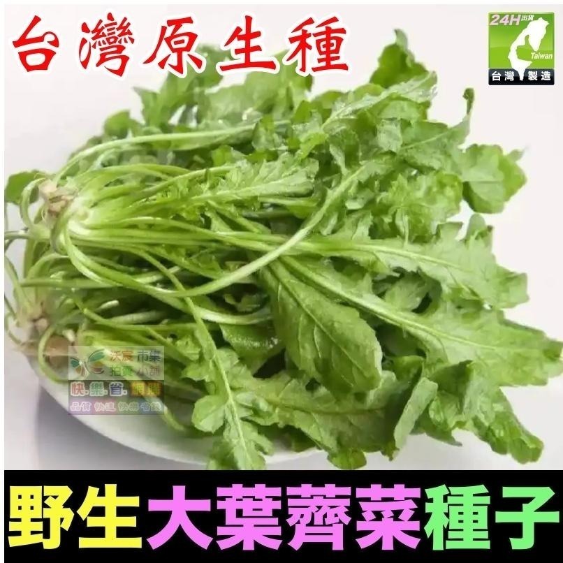 🍁野菜種子 薺菜 山芹菜 龍葵 灰灰菜 兔兒菜 野莧菜 黃鵪菜 蒲公英 苦滇菜 車前草 咸豐草 鼠麴草 美食四季可種-細節圖2