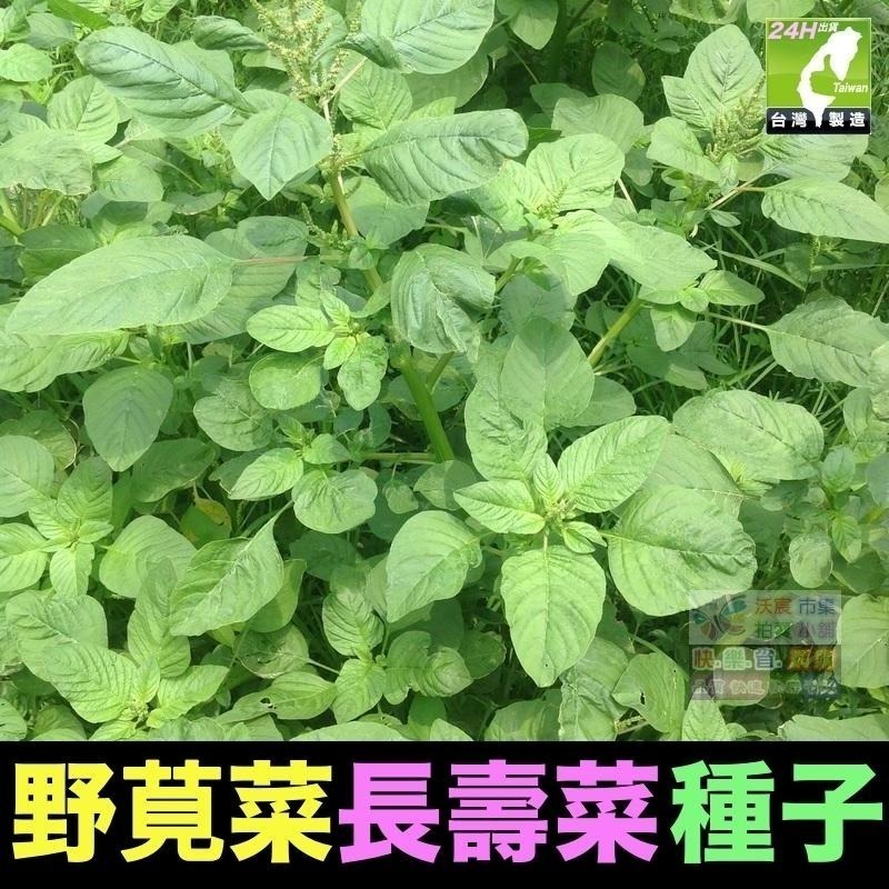 🍁野菜種子 薺菜 山芹菜 龍葵 灰灰菜 兔兒菜 野莧菜 黃鵪菜 蒲公英 苦滇菜 車前草 咸豐草 鼠麴草 美食四季可種-細節圖5
