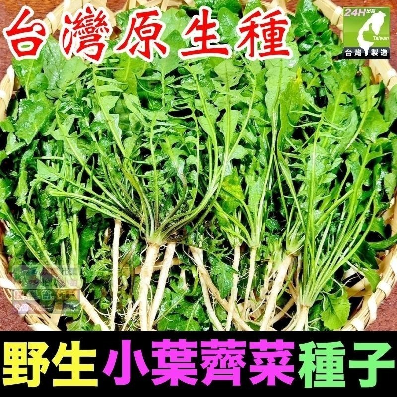🍁野菜種子 薺菜 山芹菜 龍葵 灰灰菜 兔兒菜 野莧菜 黃鵪菜 蒲公英 苦滇菜 車前草 咸豐草 鼠麴草 美食四季可種-細節圖6