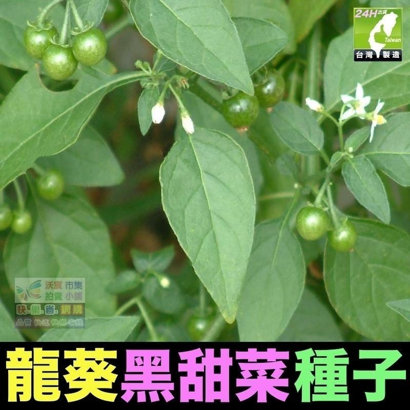 🍁野菜種子 薺菜 山芹菜 龍葵 灰灰菜 兔兒菜 野莧菜 黃鵪菜 蒲公英 苦滇菜 車前草 咸豐草 鼠麴草 美食四季可種-細節圖8