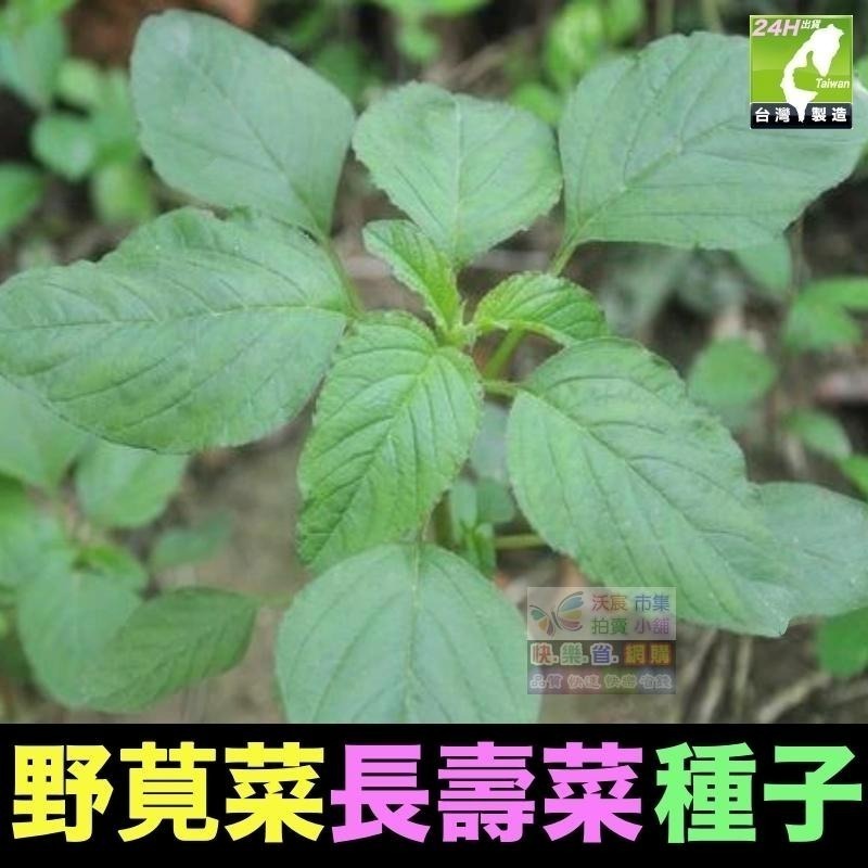 🍁野菜種子 薺菜 山芹菜 龍葵 灰灰菜 兔兒菜 野莧菜 黃鵪菜 蒲公英 苦滇菜 車前草 咸豐草 鼠麴草 美食四季可種-細節圖9