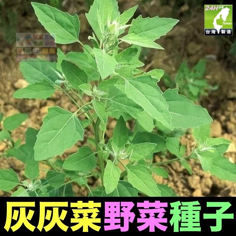 灰灰菜種子(約200粒/包)