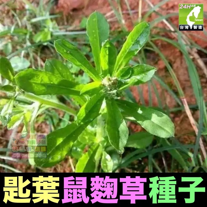 🍁野菜種子 薺菜 山芹菜 龍葵 灰灰菜 兔兒菜 野莧菜 黃鵪菜 蒲公英 苦滇菜 車前草 咸豐草 鼠麴草 美食四季可種-規格圖10